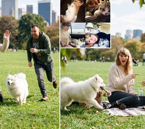 Taylor Swift and Travis Kelce Spotted on Date in Central Park Grass Field with Their Newly Adopted Fluffy White Samoyed Dog - Taylor “Betrays” Her Cats Meredith Grey, Olivia Benson and Benjamin Button by Leaving Them at Home as the Pup Chases Her While Travis Runs After Laughing - Her Cats at Home Must Be Laughing Now… See Irresistible Photos and Clip