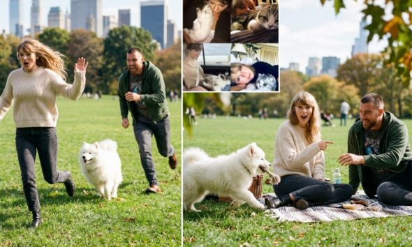 Taylor Swift and Travis Kelce Spotted on Date in Central Park Grass Field with Their Newly Adopted Fluffy White Samoyed Dog - Taylor “Betrays” Her Cats Meredith Grey, Olivia Benson and Benjamin Button by Leaving Them at Home as the Pup Chases Her While Travis Runs After Laughing - Her Cats at Home Must Be Laughing Now… See Irresistible Photos and Clip