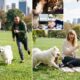 Taylor Swift and Travis Kelce Spotted on Date in Central Park Grass Field with Their Newly Adopted Fluffy White Samoyed Dog - Taylor “Betrays” Her Cats Meredith Grey, Olivia Benson and Benjamin Button by Leaving Them at Home as the Pup Chases Her While Travis Runs After Laughing - Her Cats at Home Must Be Laughing Now… See Irresistible Photos and Clip