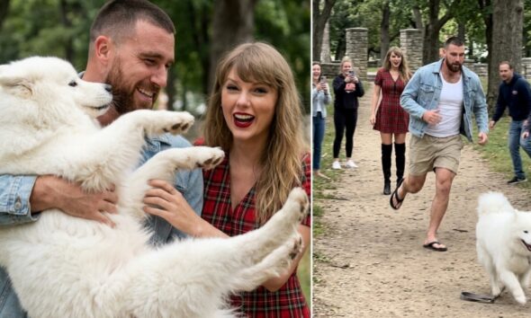 Travis Kelce and Taylor Swift Caught on Chiefs Sunday Rest Day Walking Their Energetic Samoyed Dog "Wendy" Through Krug Park in St. Joseph, Only for Fans to Go Into Complete Meltdown When The Dog Suddenly Slipped Her Collar
